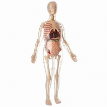 Купить анатомическая модель женского тела edu-toys скелет + органы 56 см ( id 12578338 )