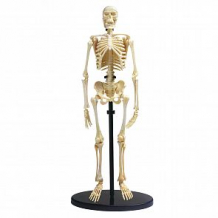 Купить анатомический набор edu-toys скелет ( id 12578470 )