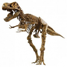 Купить набор edu-toys скелет динозавра. t-rex ( id 12664024 )