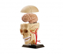 Купить edu-toys анатомический набор череп sk010