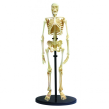 Купить edu-toys анатомический набор sk057 sk057