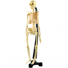 Купить edu-toys модель человеческого скелета sk046