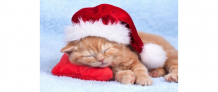 Купить рыжий кот картина по номерам спящий новогодний котенок 40х50 см х-4988/рк