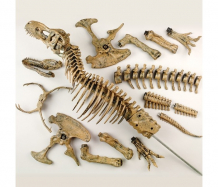 Купить edu-toys набор cкелет динозавра 91 см vt026
