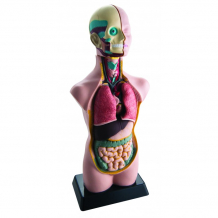 Купить edu-toys анатомический набор тело и органы 50 см mk050