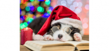 Купить рыжий кот картина по номерам спящий новогодний щенок 30х40 см х-4960/рк