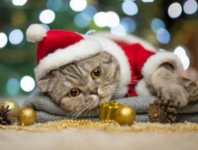 Купить рыжий кот алмазная мозаика милый новогодний котик 40х30 см dl035