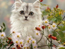 Купить рыжий кот алмазная мозаика пушистый котик в цветах 32х22 см ac22063