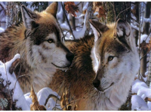 Купить color kit набор для вышивания бисером волки в зимнем лесу 526