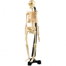 Купить анатомический набор edu toys скелет, 46 см ( id 12510600 )