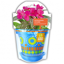 Купить набор для выращивания happy plant бальзамин огонек ( id 16874052 )