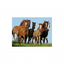 Купить пазл «табун лошадей» 500 шт ( id 7376999 )