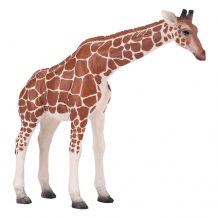 Купить konik жираф самка amw2010