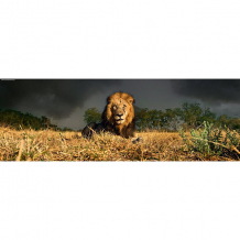 Купить пазл heye "лев", 1000 деталей, панорама ( id 10977458 )