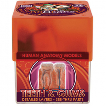Купить набор для опытов профессор эйн "анатомия" зубы и десна ( id 12539878 )
