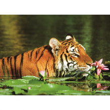 Купить пазл «тигр в лилиях» 500 шт ( id 7376981 )