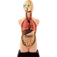Купить анатомия человеческого тела edu-toys ( id 5082914 )